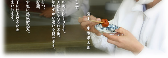 梅干の漬け上りは、素材の梅で決まります。日照や雨、その年ごとの天候に左右される梅。完熟期を迎えた梅は、毎年わずかな違いを見せます。その違いを読み取り塩を打つ。夏の土用干しを経て、樽貯蔵。さらに、時間をかけて薄塩に熟成漬込み。ふっくらとまろやかな梅干に仕上げるため 日々の努力を積み重ねてまいります。