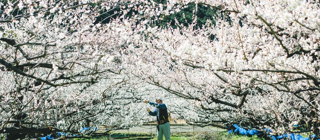 梅の剪定風景