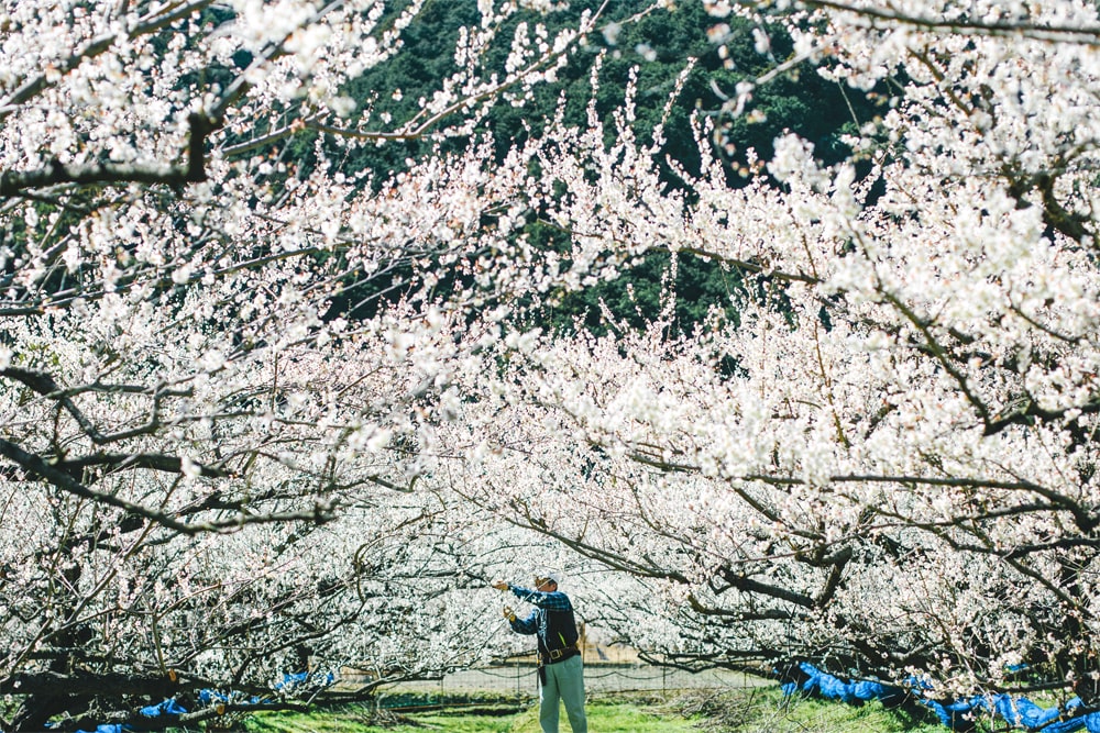 山の奥のさな梅農家「小阪農園」