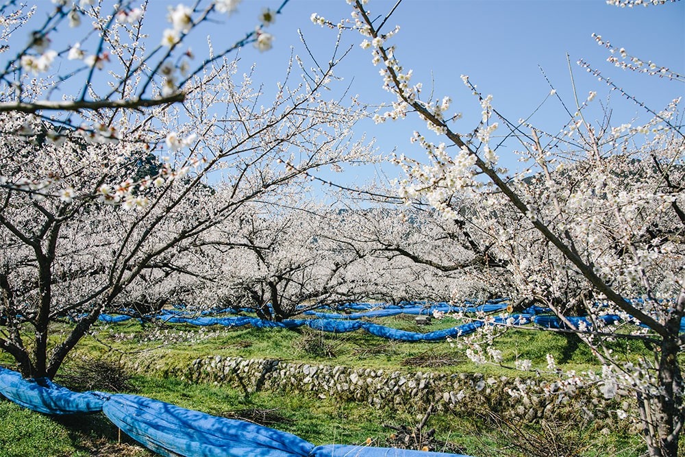 小阪農園の梅畑